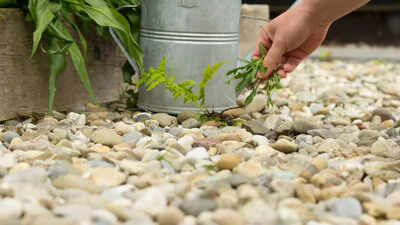 4 simple ways to get rid of weeds in gravel using things you already have in home.jpg