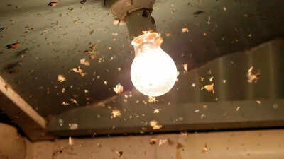 5 easy ways to get rid of insects attracted to lights this dussehra.jpg