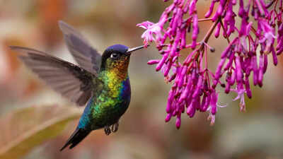 6 best flowers to attract hummingbirds nectar rich plants for your garden.jpg