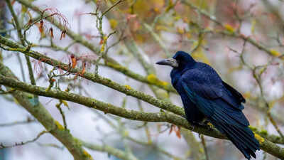 6 smells birds hate and how to use them for a bird free home and garden.jpg