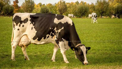 8 foods that are dangerous for cows and what they should eat instead.jpg