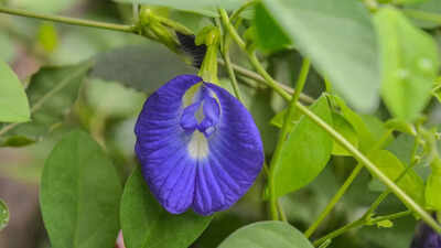 Aparajita the butterfly pea flower known for boosting memory reducing stress and supporting overall wellness.jpg