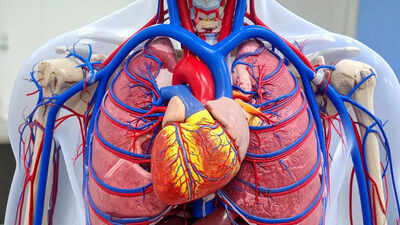 Healthy arteries cardiologist reveals 4 simple habits to boost heart health without medicine.jpg
