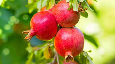 How to grow pomegranates at home step by step guide for juicy healthy fruits.jpg