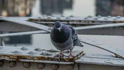 Keep your balcony pigeon free with methods that dont hurt them.jpg