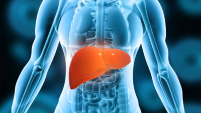Liver sometimes cant fix itself even after you quit alcohol scientists explain why heavy drinking stops the liver from healing.jpg