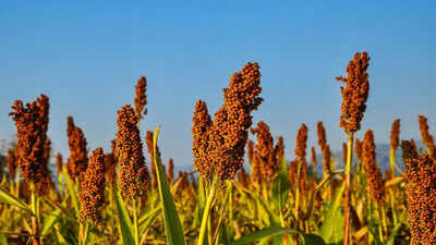 Millets for diabetes management a natural way to balance blood sugar and improve overall health.jpg