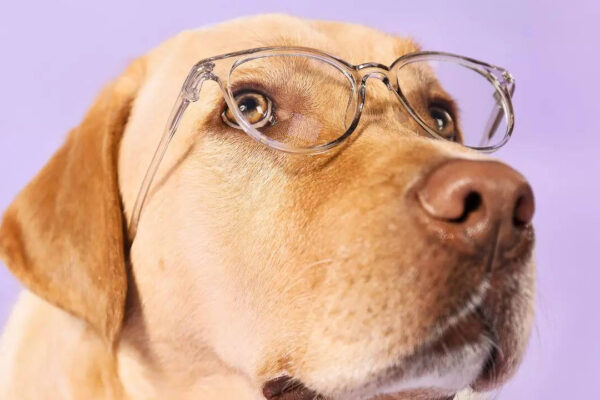 Msid 124235474imgsize 60354.cms .jpeg