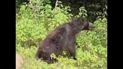 Photo for representation.jpg