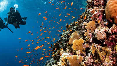 Scuba diving isnt always safe understanding risks safety checks and real life lessons for divers.jpg