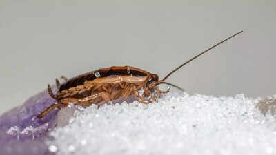 8 types of cockroaches you might see at home and how to identify them.jpg