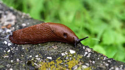 8 ways to keep slugs out of your home garden using natural solutions.jpg