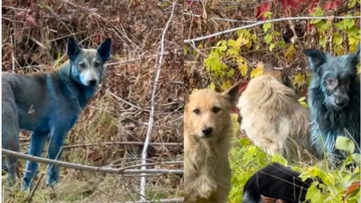 Blue dogs of chernobyl mystery behind the viral video of blue furred dogs sparks concern on social media.jpg
