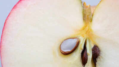 Can apple seeds kill you myths risks and how to eat apples safely.jpg