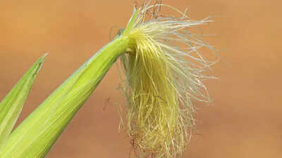 Corn silk could be the hidden superfood that supports digestion kidney function heart health and blood sugar balance.jpg