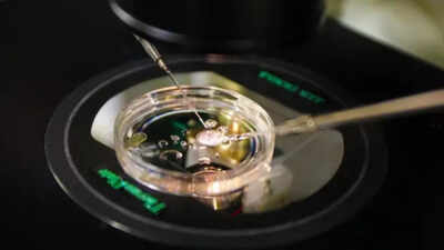 Could your skin hold the key to creating life scientists turn human skin cells into eggs in groundbreaking study.jpg