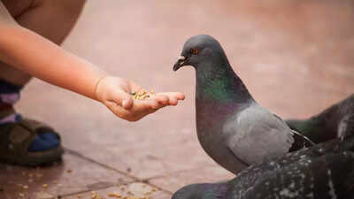Feeding pigeons could harm your health know the hidden health risk and awareness tips.jpg