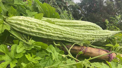 Health benefits of karela leaves a nutrient dense food for blood sugar liver and immunity.jpg