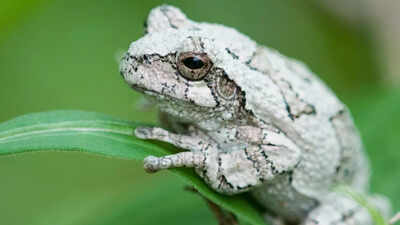How climate change and misaligned seasonal cues affect grey tree frogs and other wildlife.jpg