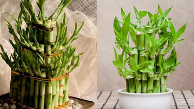 How to grow lucky bamboo at home 8 common mistakes to avoid.jpg