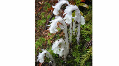Japans mysterious ghost plants may hold the secret to how life adapts survives and grows in darkness.jpg