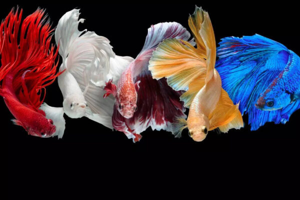 Msid 124252916imgsize 69160.cms .jpeg