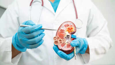 What causes kidney attacks understanding its symptoms and ways to protect your kidneys.jpg