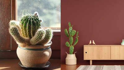 Why cacti are the perfect low maintenance plants for your home benefits for health decor and more.jpg