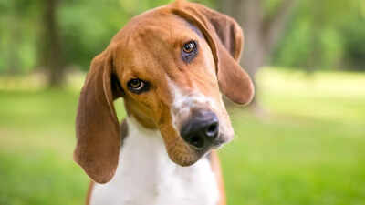 Why your dog tilts its head when you call its name and what it means.jpg