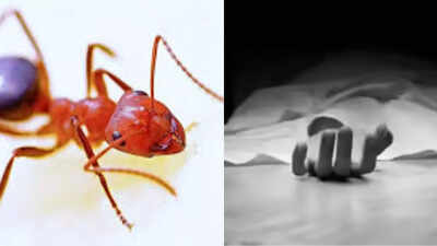 25 year old woman in sangareddy district allegedly died by suicide due to a severe childhood fear of ants.jpg