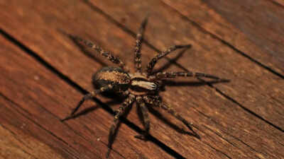 7 surprising ways your home is attracting spiders.jpg
