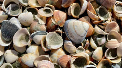 A 480 million year old fossil changes what we know about the origin of parasites.jpg