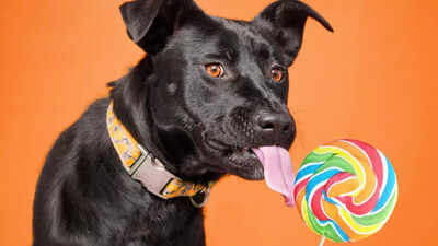 Are sugary treats safe for dogs health risks effects and safe alternatives.jpg