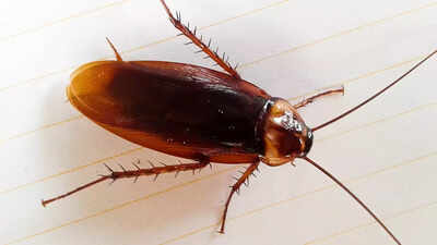 Cockroaches are secretly polluting your indoor air why pest control matters for clean and healthy homes.jpg