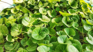 Gotu kola benefits how this ancient herb of longevity supports brain kidney and liver detoxification.jpg