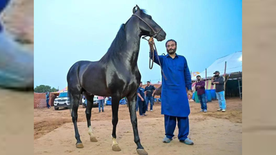 Horses take centre stage at pushkar fair this year with sales totalling 75l.jpg
