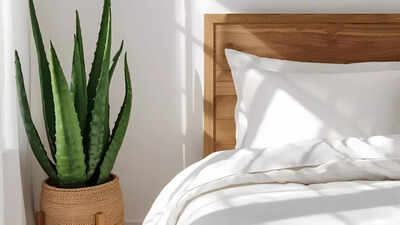 How an aloe vera plant near your bed can improve sleep and indoor air quality.jpg