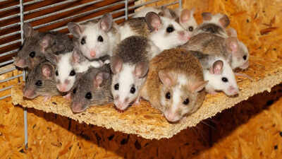 How to know if you have mice in your home early warning signs of an infestation.jpg