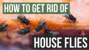How to repel flies naturally from home 6 smells they hate and ways to use them.jpg