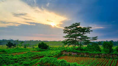 Morning sun vs afternoon sun which time supercharges your vitamin d levels the most.jpg