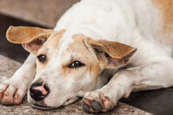 Msid 125013989imgsize 1293961.cms .png