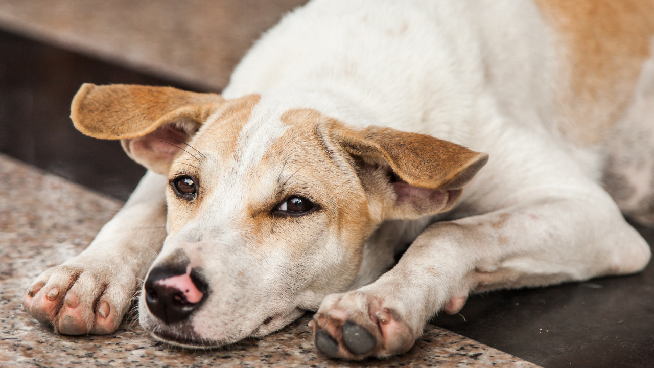 Msid 125013989imgsize 1293961.cms .png