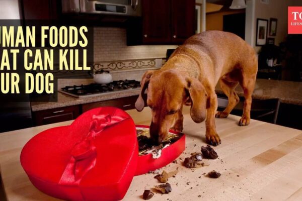 Msid 125148533imgsize 73390.cms .jpeg