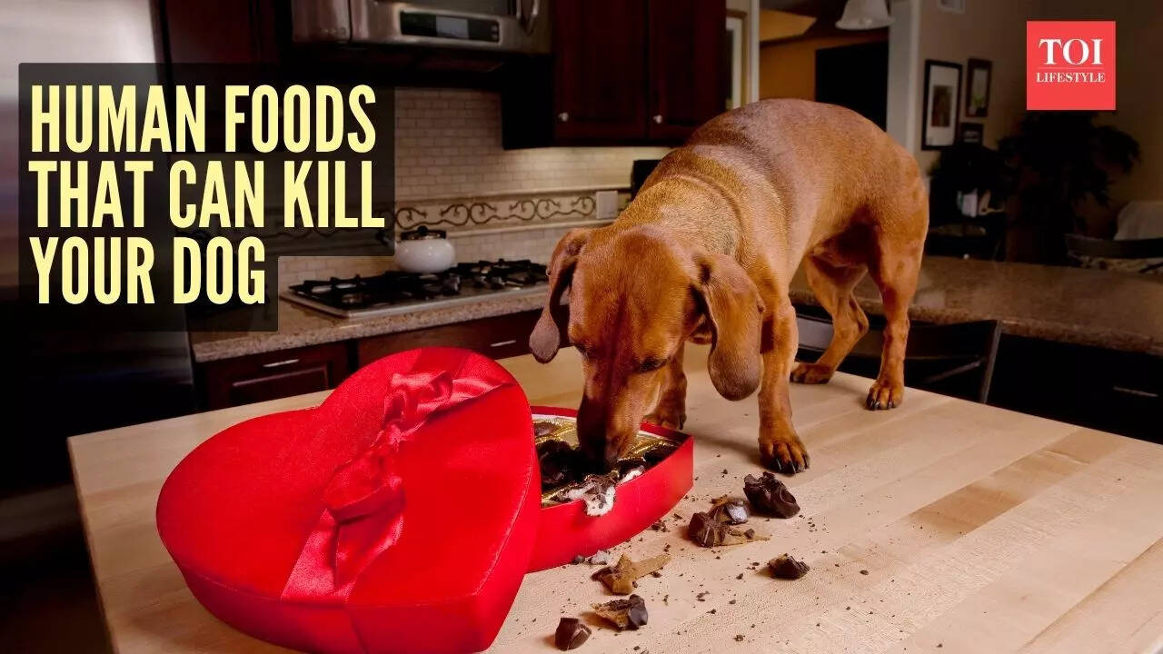 Msid 125148533imgsize 73390.cms .jpeg