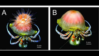 Scientists discover a new pink sea anemone that builds and expands shells for hermit crabs.jpg