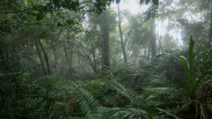 Top rainforests in the world and why theyre crucial for our planets survival.jpg
