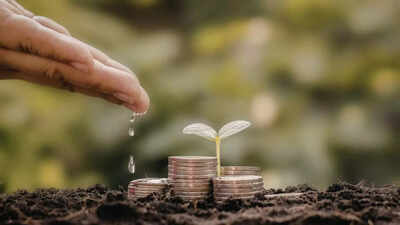 Why is your money plant turning yellow simple home remedies to revive it.jpg