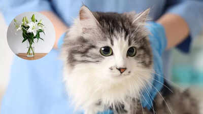 Why you should keep your cat away from lilies know health risks.jpg