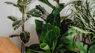 20 indoor plants that bring wealth positivity and good energy to your home.jpg