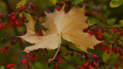 Berberine the viral natures ozempic for weight loss heres what the research actually says.jpg